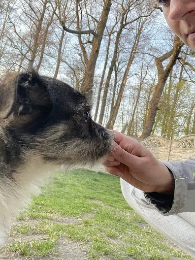 Psi Harvard. Szkolenie psów, trener psów, behawiorysta
